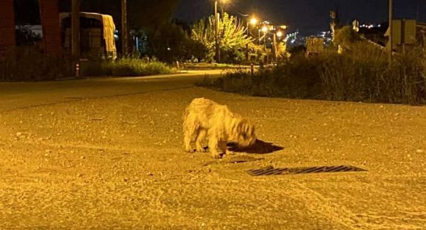 Βρέθηκε το σκυλάκι της φωτογραφίας-Μήπως το αναζητάτε;