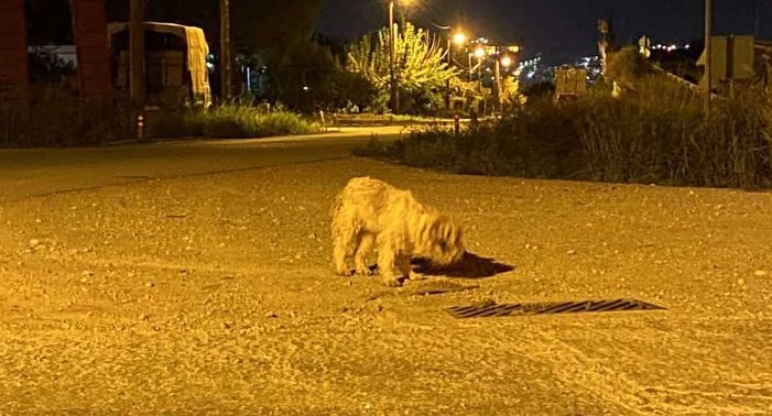 Βρέθηκε το σκυλάκι της φωτογραφίας-Μήπως το αναζητάτε;