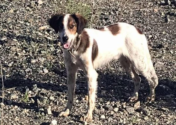 Μήπως ψάχνετε το σκυλάκι της φωτογραφίας