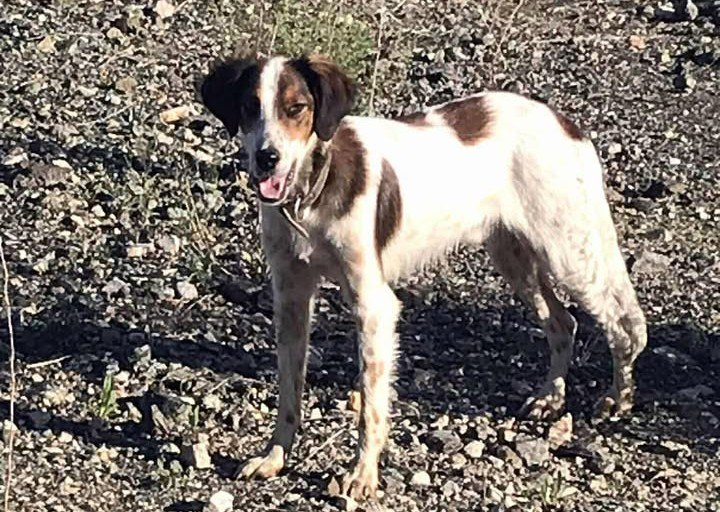 Μήπως ψάχνετε το σκυλάκι της φωτογραφίας