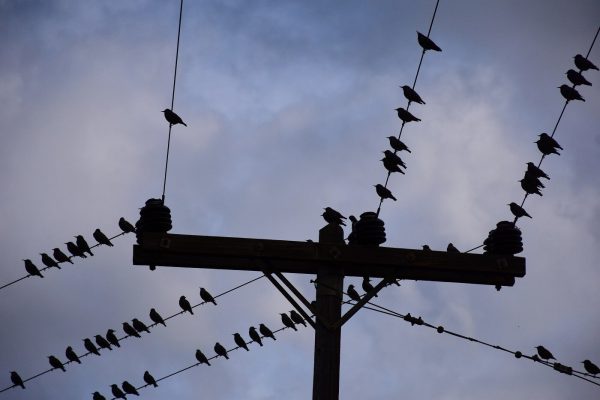 Γιατί δεν παθαίνουν ηλεκτροπληξία τα πουλιά που κάθονται πάνω σε ηλεκτροφόρα καλώδια;