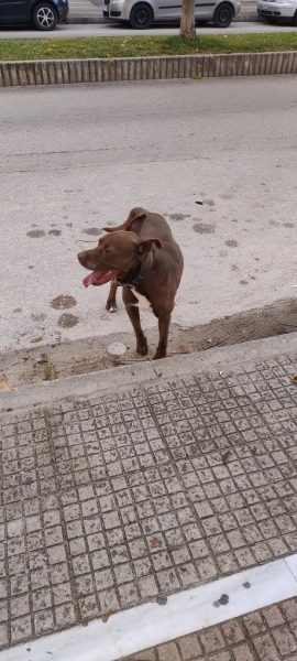 Μήπως ψάχνετε το σκυλάκι της φωτογραφίας;