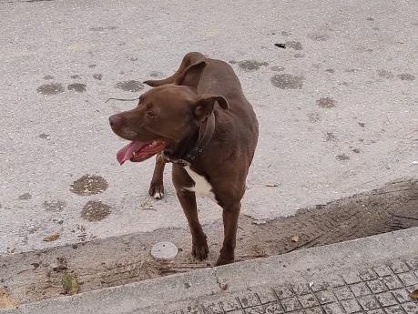 Μήπως ψάχνετε το σκυλάκι της φωτογραφίας;