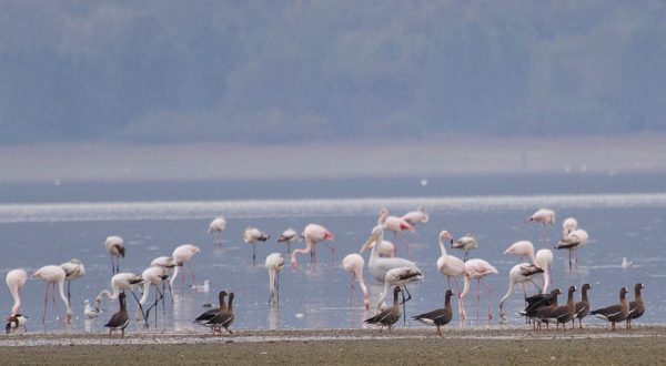Την Κυριακή περπατάμε παρέα με τον Όμιλο Φίλων του Δάσους στο Δέλτα του Σπερχειού για τη «Γιορτή των Πουλιών»