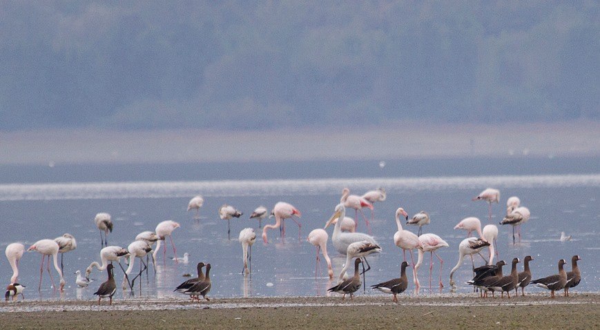Την Κυριακή περπατάμε παρέα με τον Όμιλο Φίλων του Δάσους στο Δέλτα του Σπερχειού για τη «Γιορτή των Πουλιών»