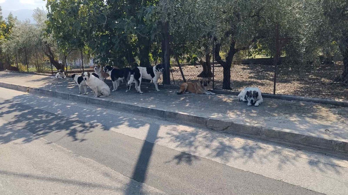 Δεν μπορούμε να βγούμε από τα σπίτια μας στο Γοργοπόταμο, από την αγέλη των αδέσποτων