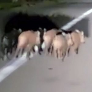 Εύβοια: Σοβαρό τροχαίο για μοτοσυκλετιστή - Συγκρούστηκε με αγριογούρουνα