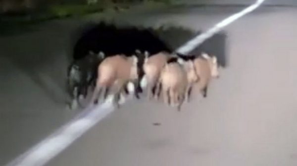 Φθιώτιδα: Οδηγώντας παρέα με τα αγριογούρουνα (ΒΙΝΤΕΟ)