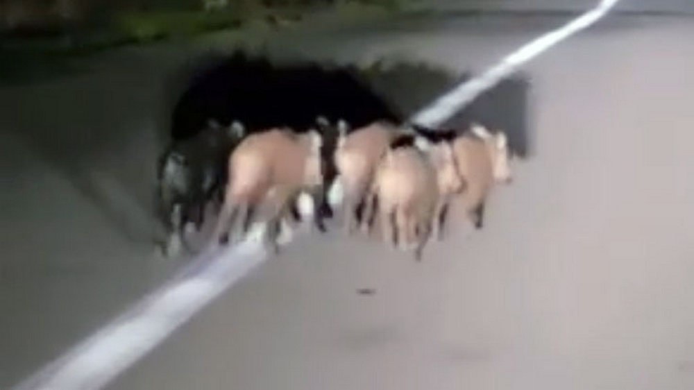 Φθιώτιδα: Οδηγώντας παρέα με τα αγριογούρουνα (ΒΙΝΤΕΟ)