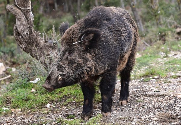 Επίθεση αγριογούρουνου σε κυνηγό στα Γρεβενά, έκανε 60 ράμματα
