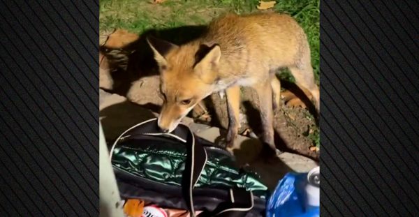Αλεπού αποπειράθηκε να κλέψει τσάντα με κρουασάν στην Πετρούπολη - Δείτε βίντεο