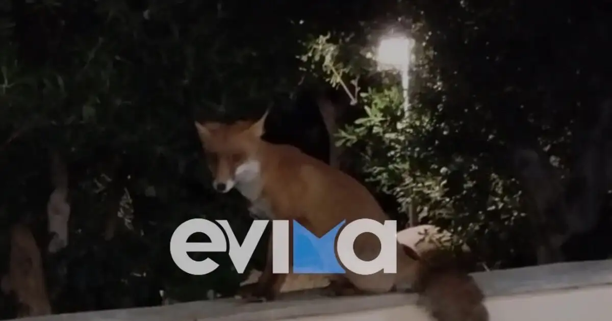 Μια αλεπού σαν κατοικίδιο - Πως το όμορφο ζώο σώθηκε από αρρώστια