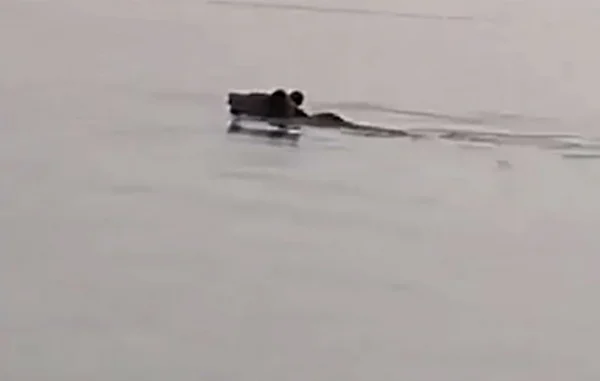 Απίστευτο θέαμα στη λίμνη Πολυφύτου – Αρκούδα διέσχισε κολυμπώντας 2,5 χιλιόμετρα