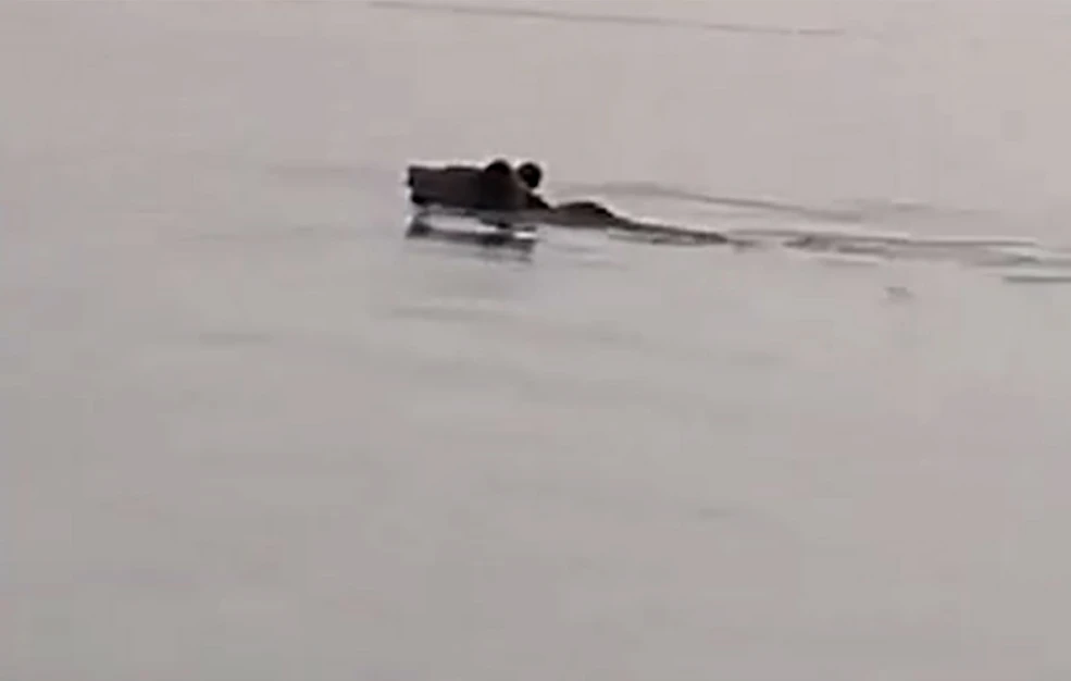 Απίστευτο θέαμα στη λίμνη Πολυφύτου – Αρκούδα διέσχισε κολυμπώντας 2,5 χιλιόμετρα