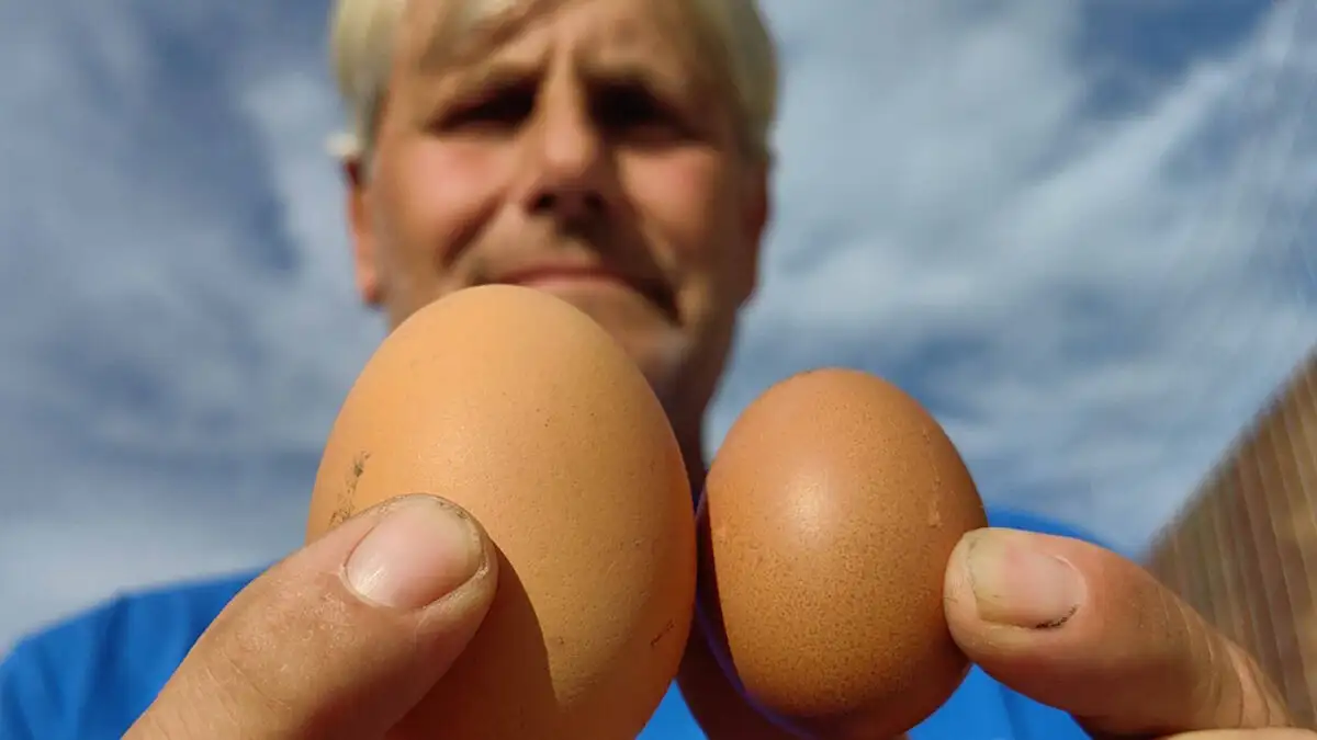 Ναύπλιο: Αυγό γίγας σε κοτέτσι αγρότη – Βίντεο και φωτογραφίες από το σπάνιο εύρημα