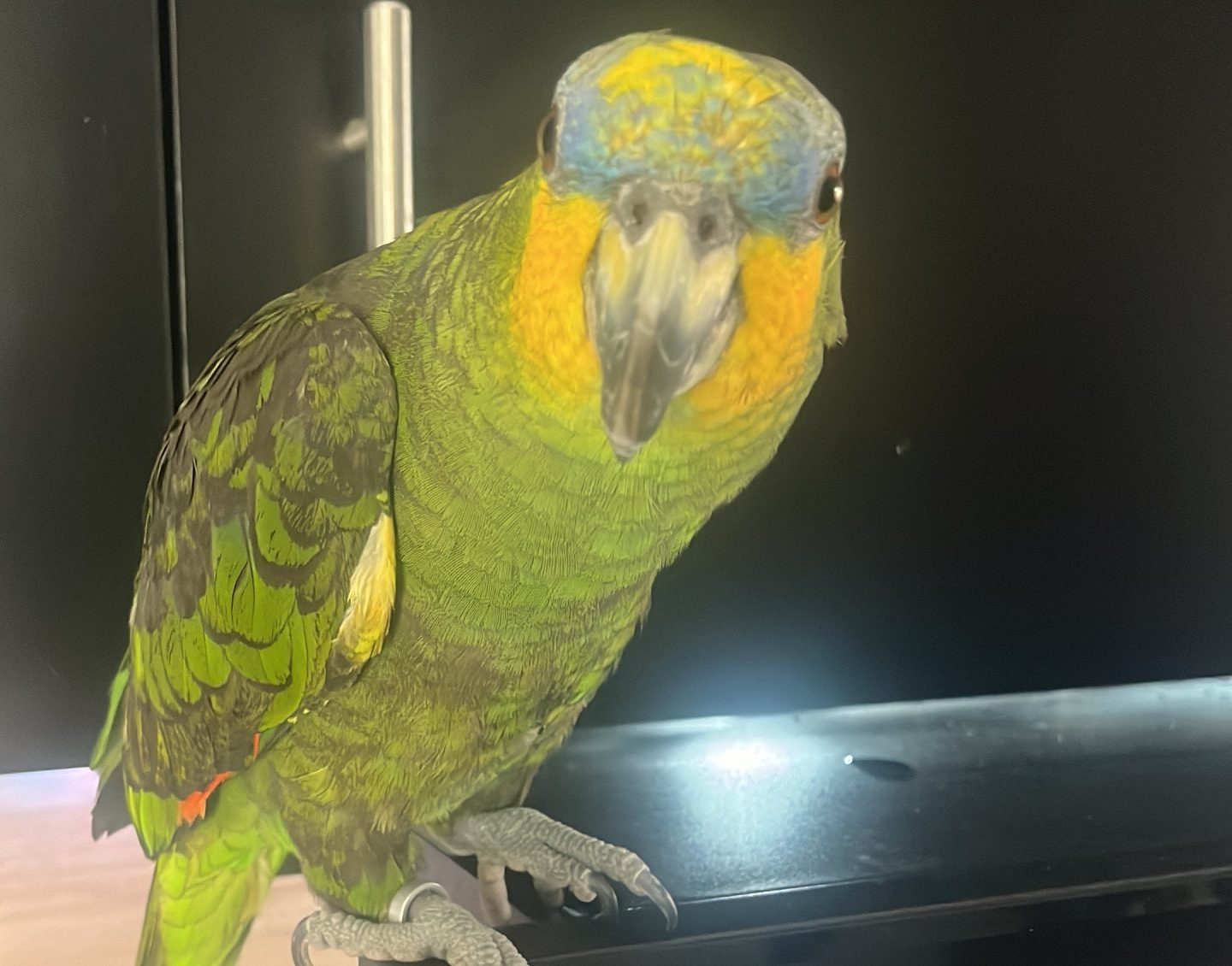 Χάθηκε παπαγάλος Αμαζονίου στο Δομοκό