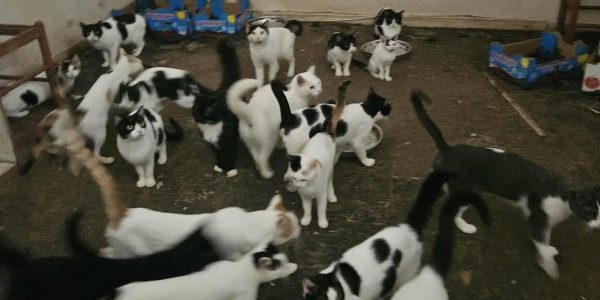 Πάτρα: Κλεισμένες σε δωμάτιο, στο σκοτάδι, εντοπίστηκαν 28 γάτες -Ανάμεσά τους γατάκια και ένας σκελετός (ΦΩΤΟ)