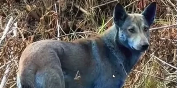 Τσερνόμπιλ: Μυστήριο με γαλάζιους σκύλους, εντοπίστηκαν κοντά στη ζώνη της πυρηνικής καταστροφής -Δείτε βίντεο