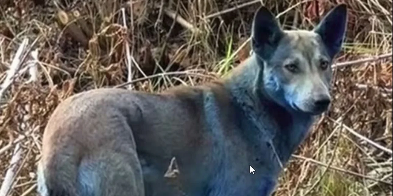 Τσερνόμπιλ: Μυστήριο με γαλάζιους σκύλους, εντοπίστηκαν κοντά στη ζώνη της πυρηνικής καταστροφής -Δείτε βίντεο