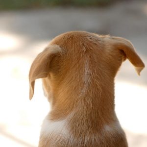 Θεσσαλονίκη: Κακοποιούσε τον σκύλο της μπροστά της, συνελήφθησαν και οι δύο