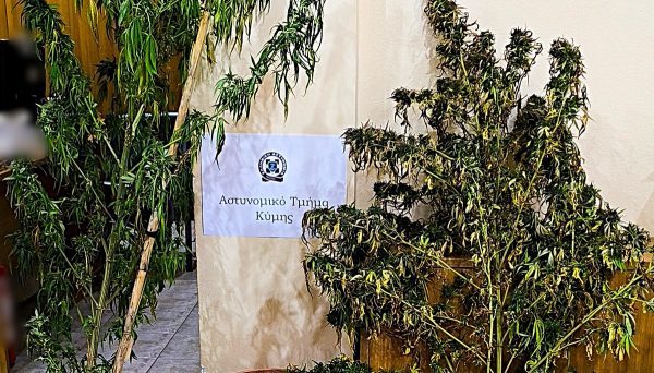 Σύλληψη άνδρα για καλλιέργεια κάνναβης (ΦΩΤΟ)