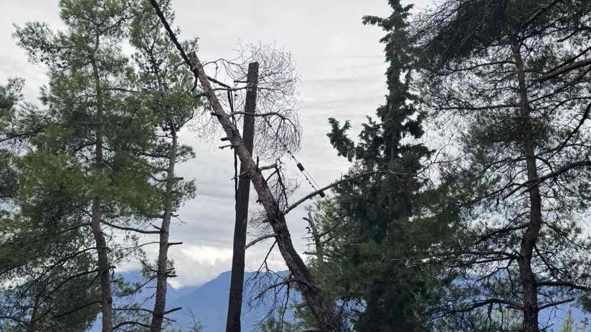 Δέντρο πάνω σε κολόνα της ΔΕΗ
