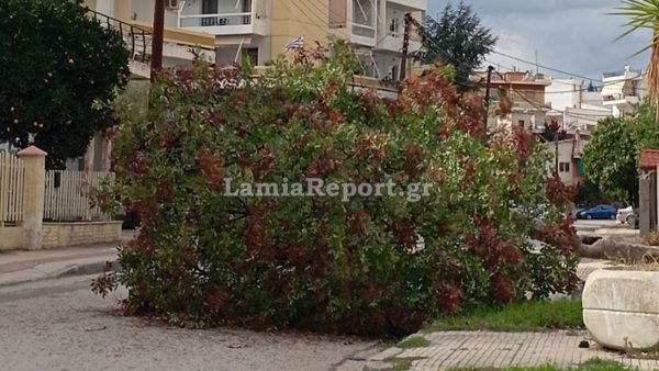 Λαμία: Οι ισχυροί άνεμοι έριξαν δέντρο (ΦΩΤΟ)