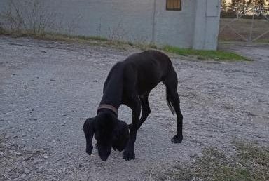 Μήπως ψάχνετε τον σκυλάκο της φωτογραφίας;