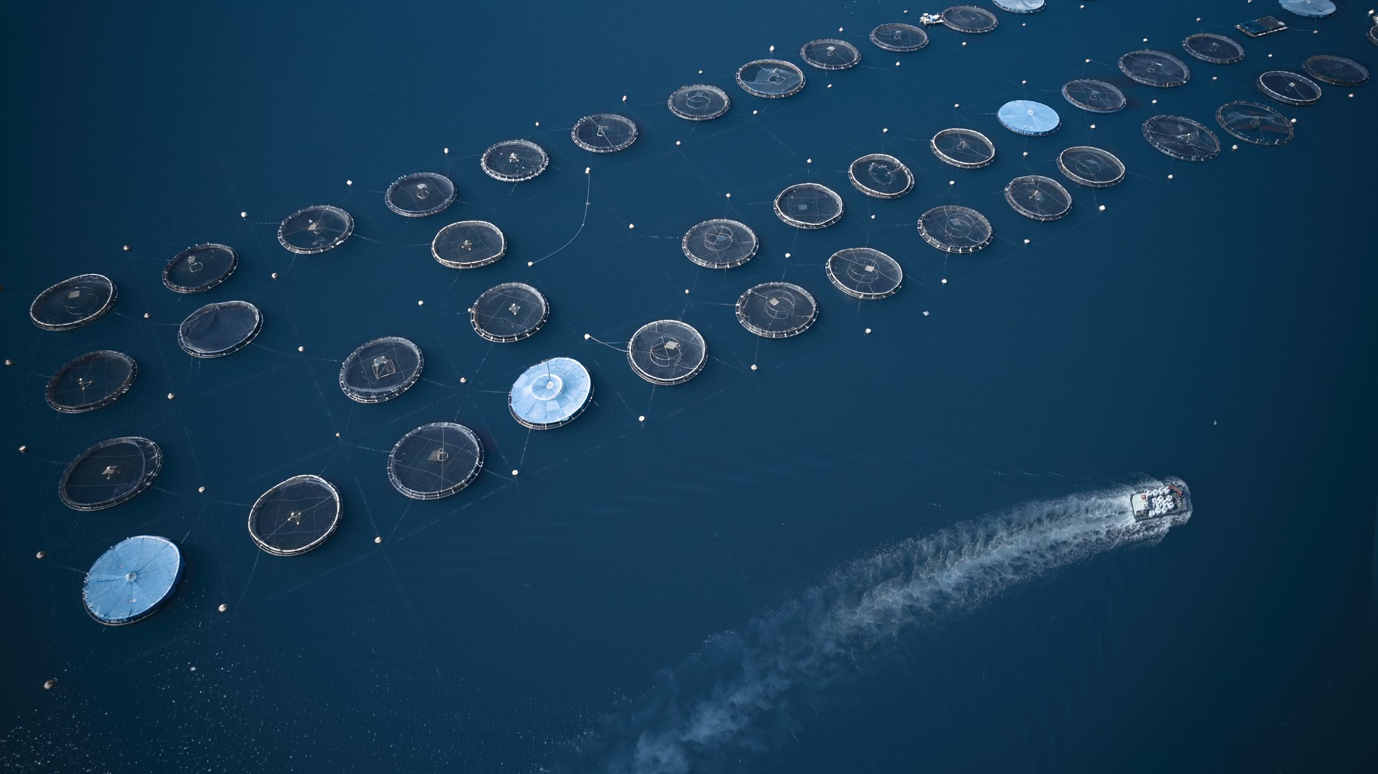 Ελληνική ιχθυοκαλλιέργεια: πωλήσεις αξίας 720 εκατ. ευρώ το 2024