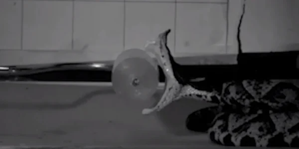 Έτσι επιτίθενται τα φίδια: Για πρώτη φορά καταγράφηκε πώς σκοτώνουν τη λεία τους σε 60 χιλιοστά του δευτερολέπτου