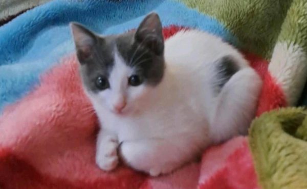 Χαρίζεται γατάκι - Ας δώσουμε μόνιμη στέγη σε αυτό το πλασματάκι!