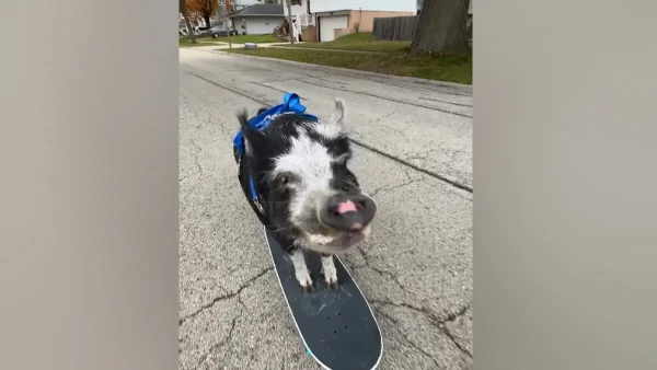 ΗΠΑ: Το πιο cool γουρούνι έκανε σκέιτμπορντ, έγινε viral στο διαδίκτυο και μπήκε στο Βιβλίο των Ρεκόρ Γκίνες