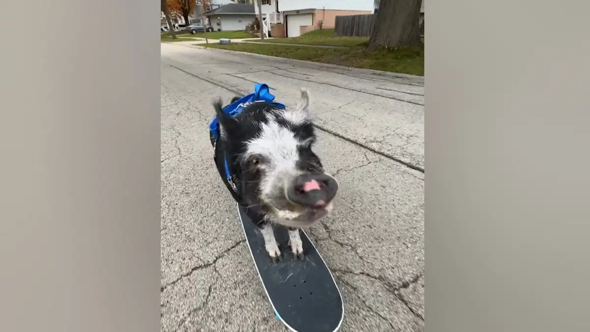 ΗΠΑ: Το πιο cool γουρούνι έκανε σκέιτμπορντ, έγινε viral στο διαδίκτυο και μπήκε στο Βιβλίο των Ρεκόρ Γκίνες