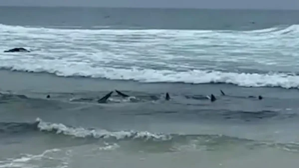 Αυστραλία: Καρχαρίες εντοπίστηκαν στα ρηχά σε δημοφιλή παραλία σέρφινγκ – Δείτε βίντεο