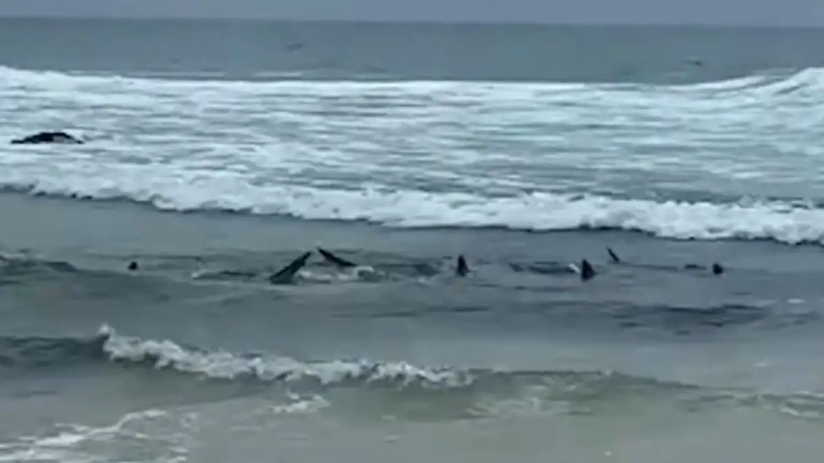 Αυστραλία: Καρχαρίες εντοπίστηκαν στα ρηχά σε δημοφιλή παραλία σέρφινγκ – Δείτε βίντεο