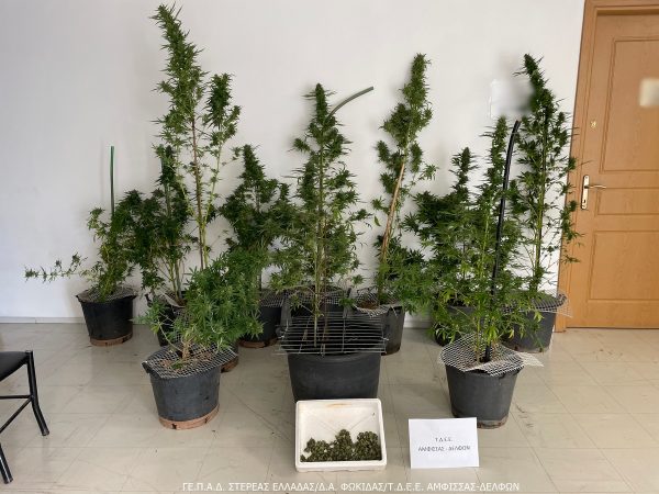 Ξεπερνούσαν τα δύο μέτρα τα δενδρύλλια που κατάσχεσαν οι αστυνομικοί στην Άμφισσα