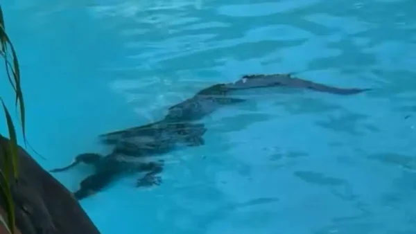 Αυστραλία: Κροκόδειλος κολυμπούσε αμέριμνος σε πισίνα 5άστερου ξενοδοχείου στο Κουίνσλαντ