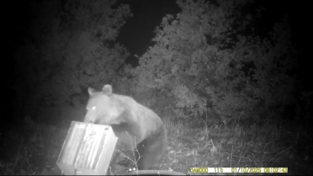 Αρκούδα επιτίθεται σε μελίσσια στη δυτική Φθιώτιδα (ΒΙΝΤΕΟ)