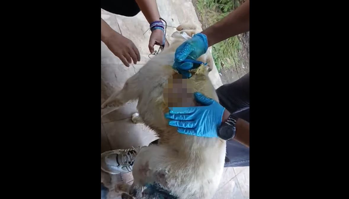 Τραυματισμένο σκυλί από σκάγια στα Καμένα Βούρλα (ΒΙΝΤΕΟ)