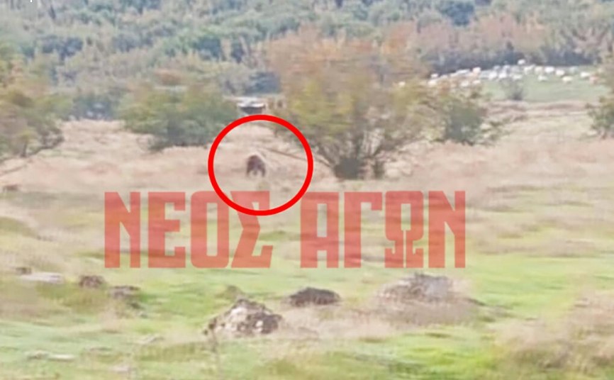 Αρκούδα κατέβηκε στο γήπεδο ποδοσφαίρου στο Μαυρομμάτι Καρδίτσας!