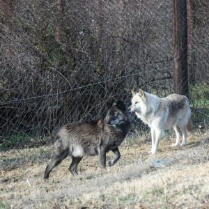 Νέα επίθεση λύκου σε πρόβατα στην Αιτωλοακαρνανία, σε απόγνωση οι κτηνοτρόφοι