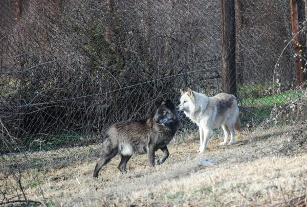 Γιατί τα άγρια ζώα πλησιάζουν σε αστικές περιοχές – Τι λένε οι ειδικοί για την εμφάνιση λύκων στην Ιπποκράτειο Πολιτεία