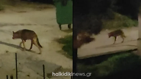 Μεγάλος αρσενικός λύκος «κόβει» βόλτες ανάμεσα στα σπίτια στη Χαλκιδική – Βίντεο με το άγριο ζώο
