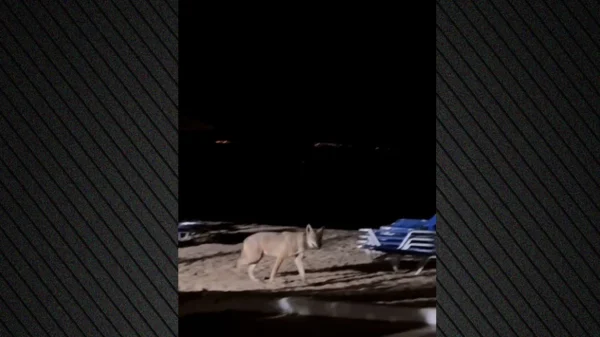 Κάμερες παντού στον Νέο Μαρμαρά για τον λύκο που επιτέθηκε σε παιδί στην παραλία: «Δεν θα στηθούν παγίδες, θα τον αναισθητοποιήσουμε»