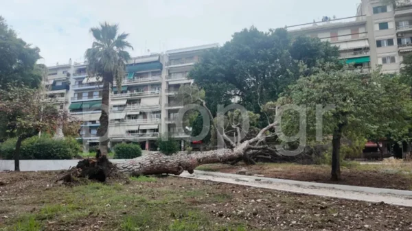 Πάτρα: Έπεσε πεύκο 15 μέτρων σε πλατεία - Δείτε φωτογραφίες και βίντεο