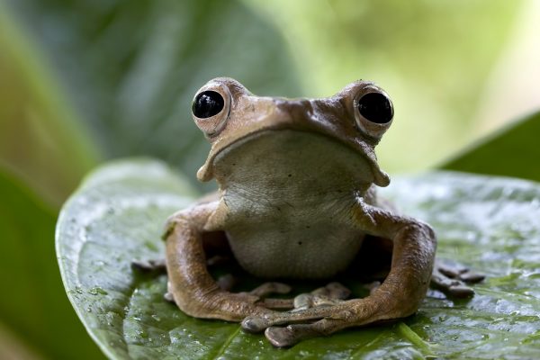 Κινέζα κατάπιε 8 ζωντανά βατράχια για να ανακουφίσει τον πόνο στην πλάτη της: Μεταφέρθηκε εσπευσμένα στο νοσοκομείο