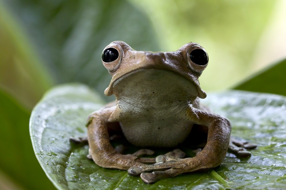 Κινέζα κατάπιε 8 ζωντανά βατράχια για να ανακουφίσει τον πόνο στην πλάτη της: Μεταφέρθηκε εσπευσμένα στο νοσοκομείο