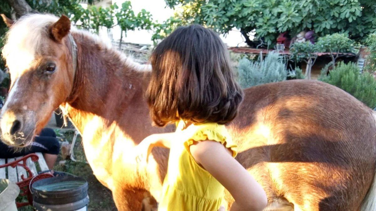 «Εγώ μετέφερα το πόνυ. Δεν ήξερα ότι το κλέβω» - Απίστευτη εξέλιξη με το αλογάκι που κλάπηκε από τη Λαμία