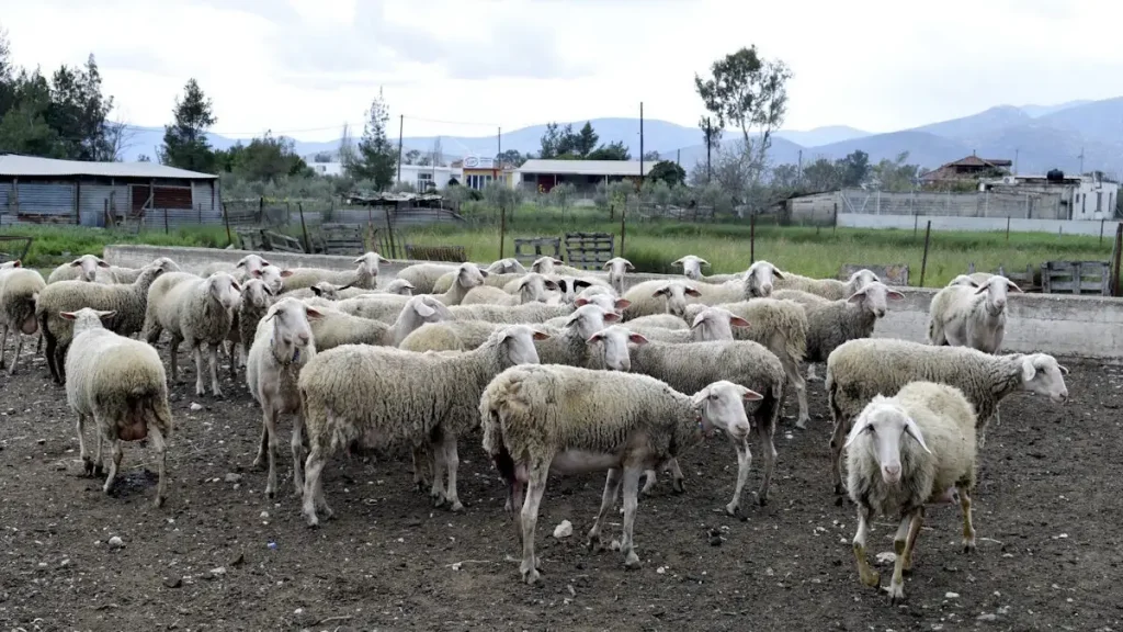 Ευλογιά: Ολοκληρώθηκε η σύσκεψη στο Μαξίμου – Τα επόμενα 24ωρα νεότερη ενημέρωση – 10 ερωτήσεις και απαντήσεις για τους εμβολιασμούς