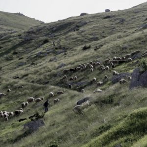 Ευλογιά των αιγοπροβάτων: Καμία χαλάρωση» ενόψει των εορτών, διαμηνύει το υπουργείο Αγροτικής Ανάπτυξης – Τα μέτρα και οι έλεγχοι